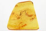 Fossil Ant and Dark-Winged Fungus Gnat In Baltic Amber #330674-1